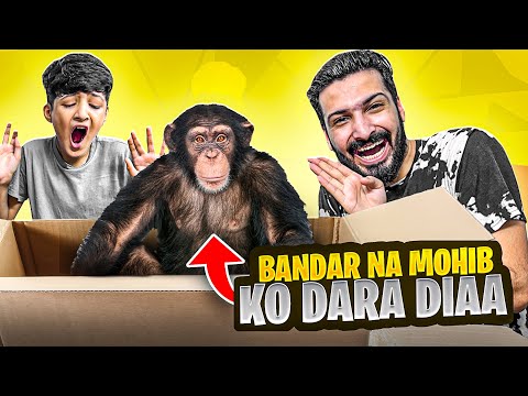 Mohib Bandar (Monkey) Sy Dar Gaya