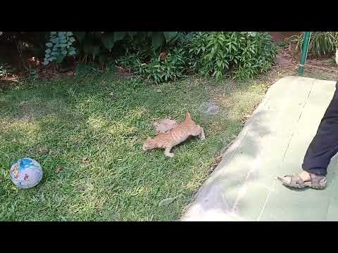 Soham playing with cat