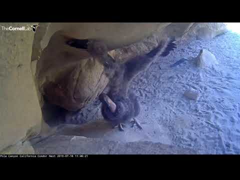 California Condor Chick Gets Flappy In Front Of Cam – July 17, 2019