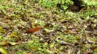 preview picture of video 'White-bellied Antpitta feeding time'