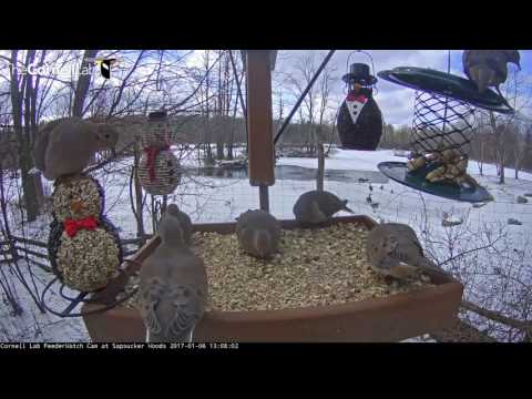 Standing Room Only at the Cornell Feeders – Jan. 7, 2016