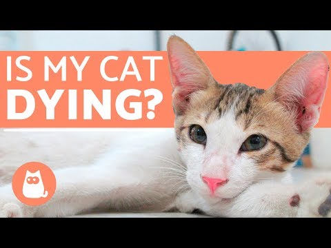 How to Tell if your Cat Is Dying - YouTube