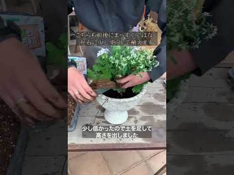 庭や屋内でゼラニウムと組み合わせる植物はどれですか？どういう基準で？  庭園