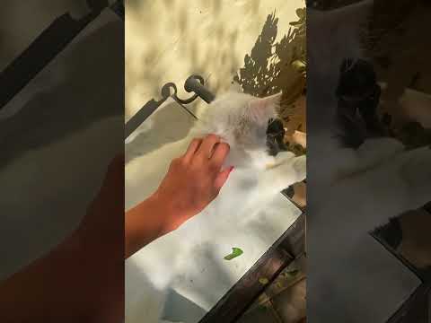 Artistika Tulum @ Tunisia Tour -Carpe diem club + Molo Club