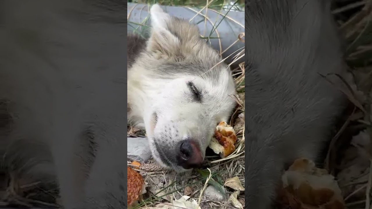 Abby video