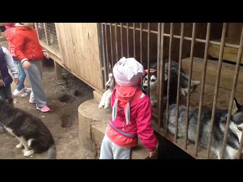 Соня и Хаски в Волне на реке Сакмара