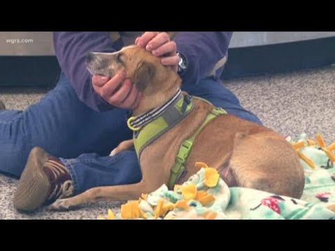 Wny Lost Pets