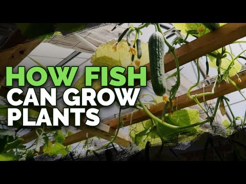 image-What does an aquaponic ecosystem include?