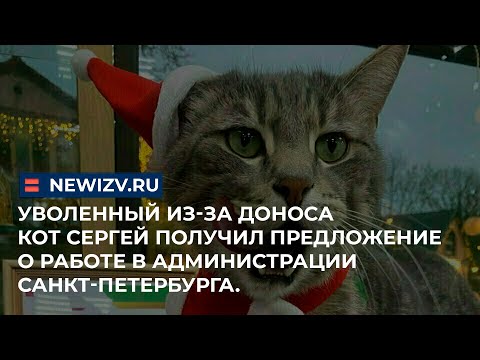 Уволенный из-за доноса кот Сергей получил предложение о работе в администрации Санкт-Петербурга.