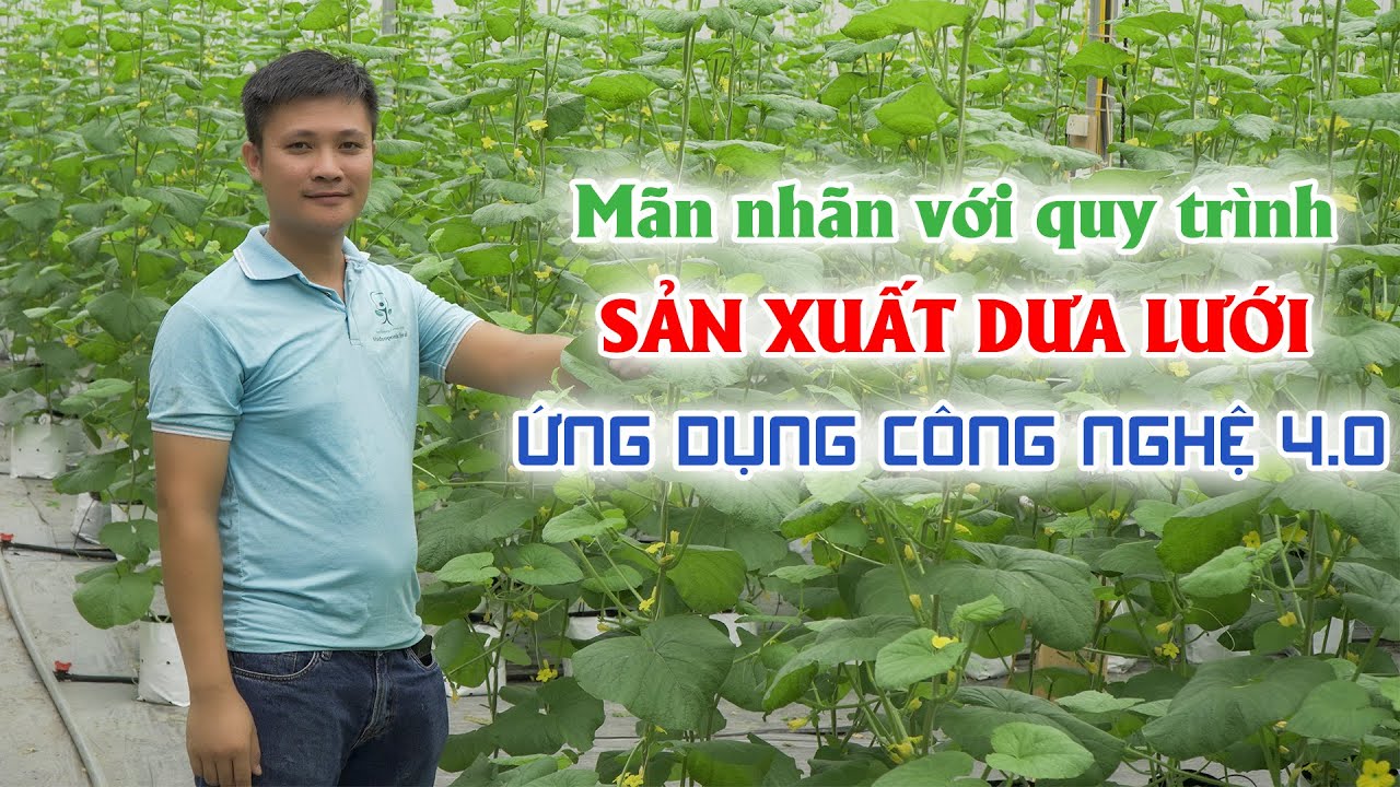 Kỹ thuật trồng dưa lưới trong nhà màng sử dụng xơ dừa cho hiệu quả bất ngờ