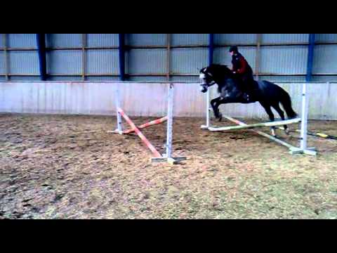 5 year old Corrado I/Contender mare #2