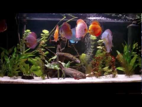 Discus Aquarium water fish tank Fish Discus aquarium Tank 240l