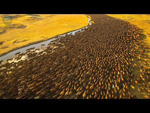 Liberaron 8 CABALLOS En Peligro En El Desierto | Mira Lo Que Pasó 40 AÑOS Después