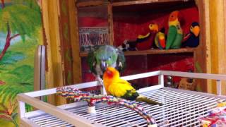 preview picture of video 'Falstaff (amazon) and Glory (sun conure) being cute and lovey at Wilson Parrot Foundation'