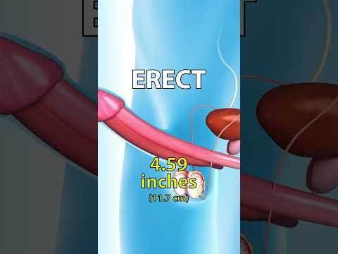 𝗧𝗵𝗲 𝗔𝘃𝗲𝗿𝗮𝗴𝗲 𝗣𝗲𝗻𝗶𝘀 𝗚𝗶𝗿𝘁𝗵 𝗦𝗶𝘇𝗲 Is Not What You Think!