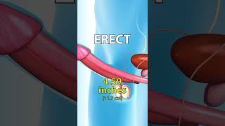 Download lagu 𝗧𝗵𝗲 𝗔𝘃𝗲𝗿𝗮𝗴𝗲 𝗣𝗲𝗻𝗶𝘀 𝗚𝗶𝗿𝘁𝗵 𝗦𝗶𝘇𝗲 Is Not What You Think! mp3