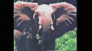 ELEPHANT - NGK999 Ft DJ CRIME RATE [ VIDEO ]