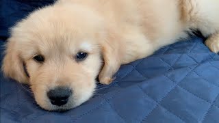 Living alone and living with a puppy