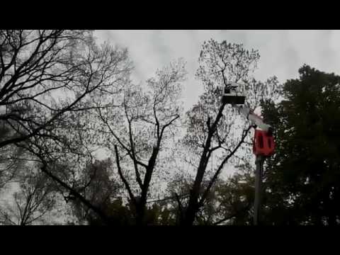 Baum fällung einer Roteiche