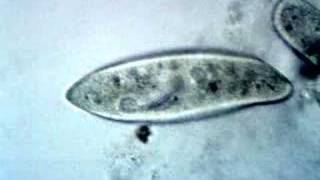 Paramecium Feeding