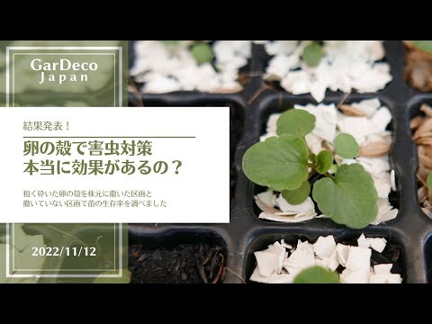 植物と卵の殻の庭木