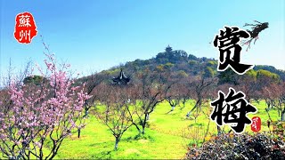 苏州西山赏梅花｜游览天下第九洞｜Linwu Cave
