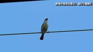 野鳥の身近な暮らし セッカ（雪加）が稲田の電線で鳴く 20250819