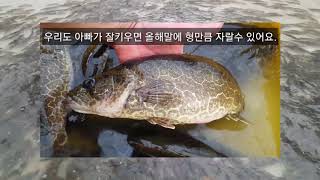 양식장 엄청난 쏘가리들 난리났다.