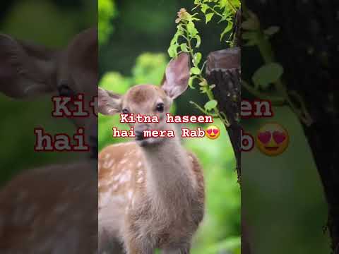 SURAH AL KAWTHAR ❄️💟 QURAN SURAH BEAUTIFUL VOICE #amjadalquran #shorts #egzonibrahimi #trending