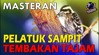 Download lagu Masteran PELATUK SAMPIT Gacor | PELATUK BERAS nembak tajam mp3