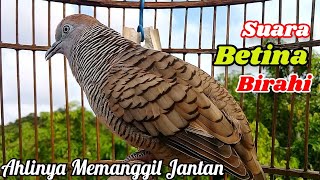 Download lagu Suara Betina Birahi - Perkutut Betina Memanggil Jantan || The female turtle dove calls the male mp3 Download lagu Suara Betina Birahi - Perkutut Betina Memanggil Jantan || The female turtle dove calls the male mp3