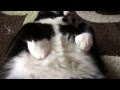 TuxedoTrio One Fat Cat