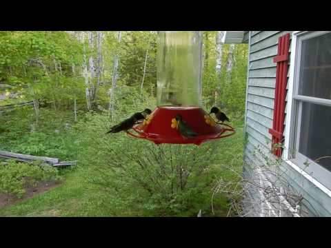 hummingbirds at feeder