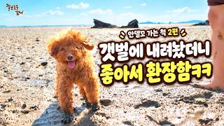 바다 안델고 가는 줄 알았던 강아지, 갯벌에 내려놨더니..ㅋㅋㅋㅋ