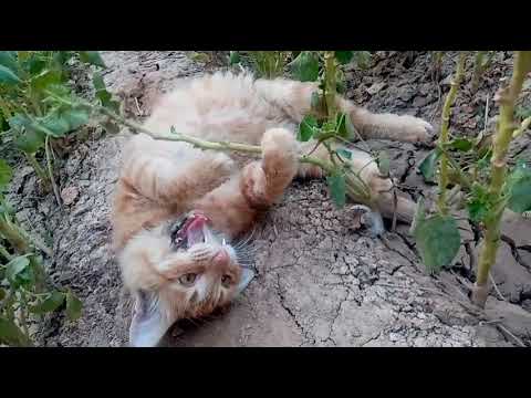 قطي 👈 الأليف 🥰