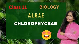 Biology # Class 11 # Chapter 3 # Plant kingdom #  Algae # Chlorophyceae #  Green Algae