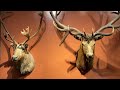 Antlers Display Caribou Elk Moose Museum Of Science Boston In Stairwell Museumofscience