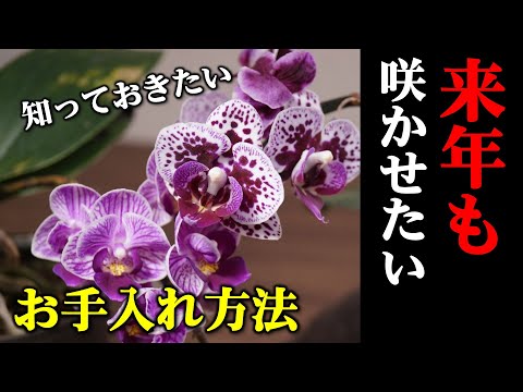 蘭の茎の切り方は？避けるべき最善のヒントと間違い  庭園