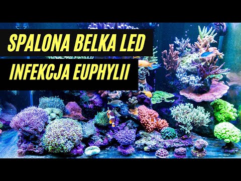 Spalona belka LED, infekcja na Euphyli...Update po miesiącu. Akwarium morskie 350l. Reef Tank 95g