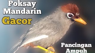 Download lagu Poksay Mandarin Ribut Cocok Buat Pikat Masteran Pancingan ll Kombinasi Suara Poksay Mandarin mp3 Download lagu Poksay Mandarin Ribut Cocok Buat Pikat Masteran Pancingan ll Kombinasi Suara Poksay Mandarin mp3
