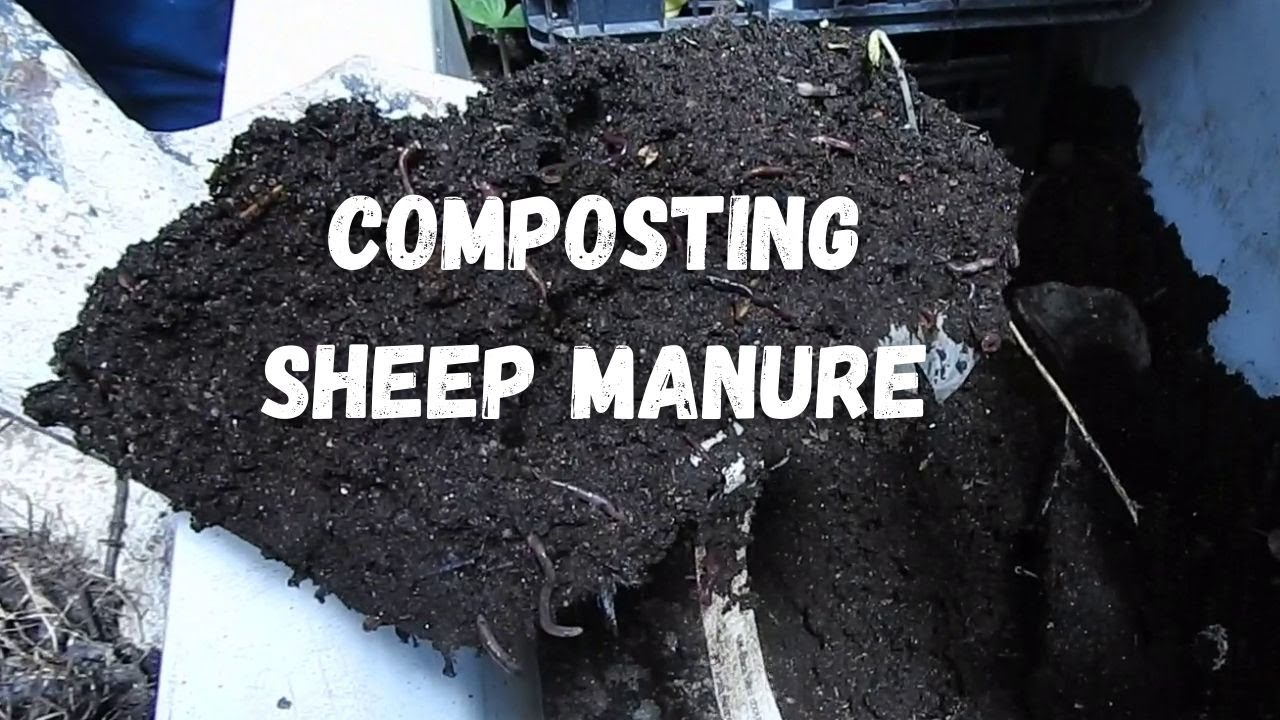 Composting sheep manure : offgrid farm life Portugal