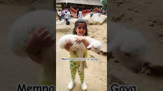 Download lagu Memna🐑pasand a Gaya Kuhu ko#viral #funny #trending #travel #lamb #memna #animals #sheep mp3