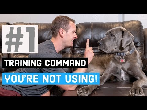 2nd YouTube video about are great danes easy to train