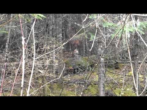 Sub-Sonic Sounds of the Ruffed Grouse Drumming