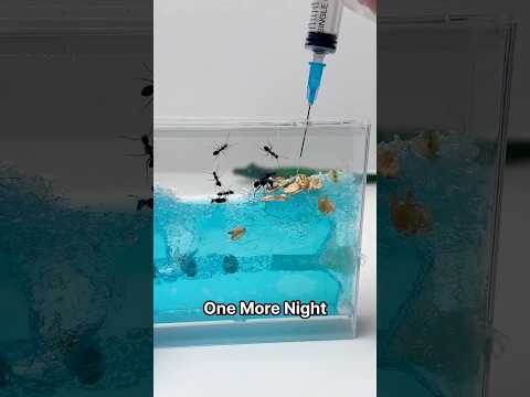 I Put Slime Mold With Ants