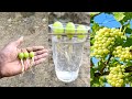 Simple method propagate grape tree with water, growing grape tree at home