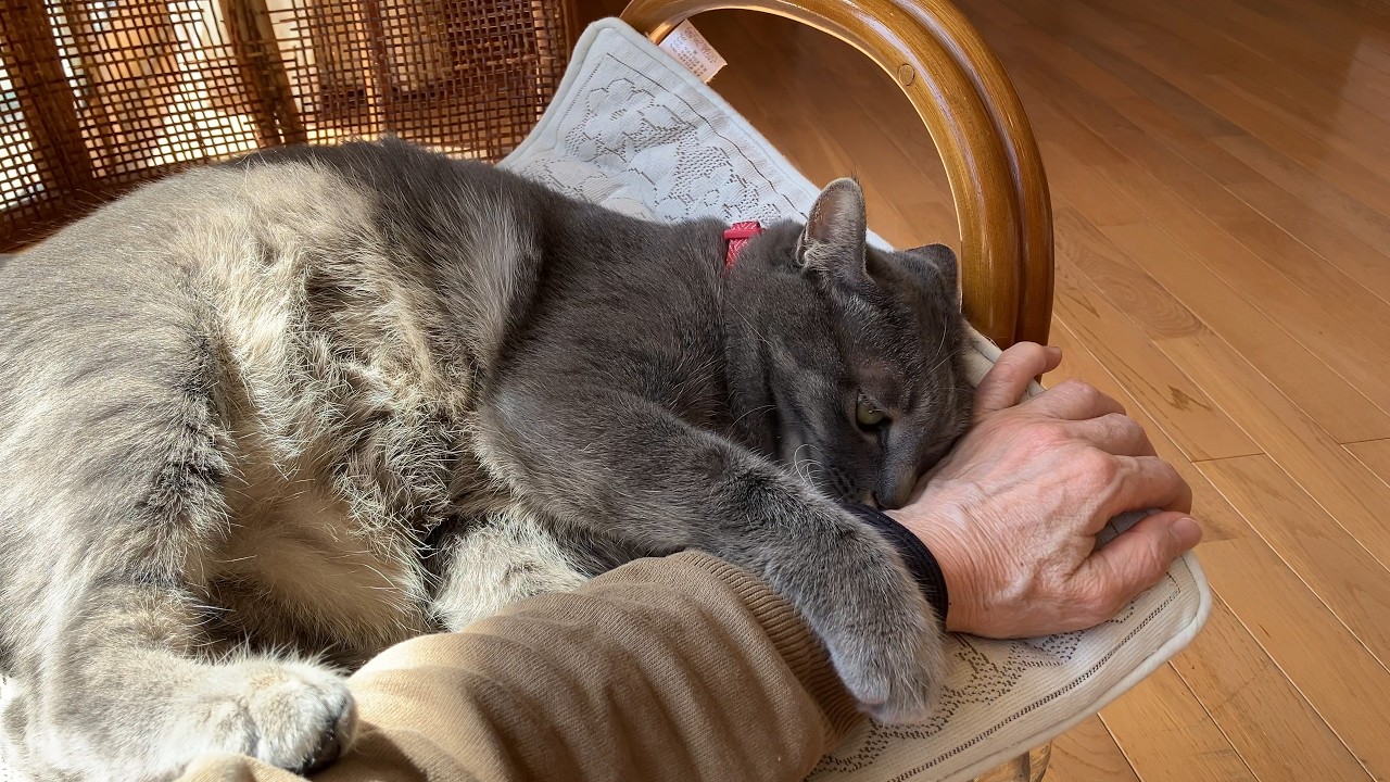 少しずつ春が深まる日、ばーばに甘えたい猫の暖かな一日｜70代と猫の暮らし