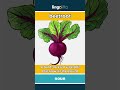 beetroot - a round, dark red vegetable... video thumbnail