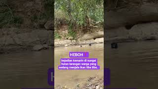 Download lagu kejadian kemarin di sungai hutan larangan warga yang sedang menjala ikan tiba tiba #shortsviral mp3 Download lagu kejadian kemarin di sungai hutan larangan warga yang sedang menjala ikan tiba tiba #shortsviral mp3