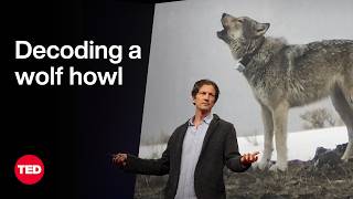 Can AI Help Us Speak with Wolves? | Jeffrey T. Reed | TED